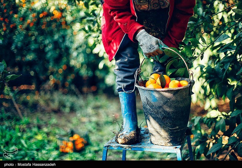 تهدید جدی مگس مدیترانه برای مرکبات/ وقتی باغ‌های شمال اسیر آفت می‌شوند
