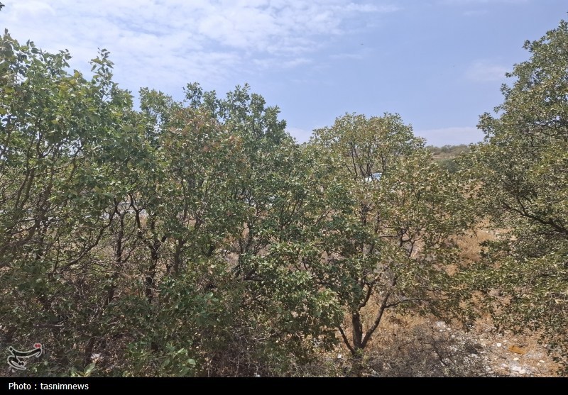 سازمان منابع طبیعی , 