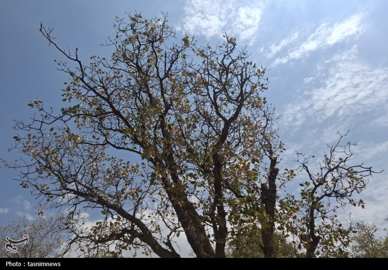 سازمان منابع طبیعی , 