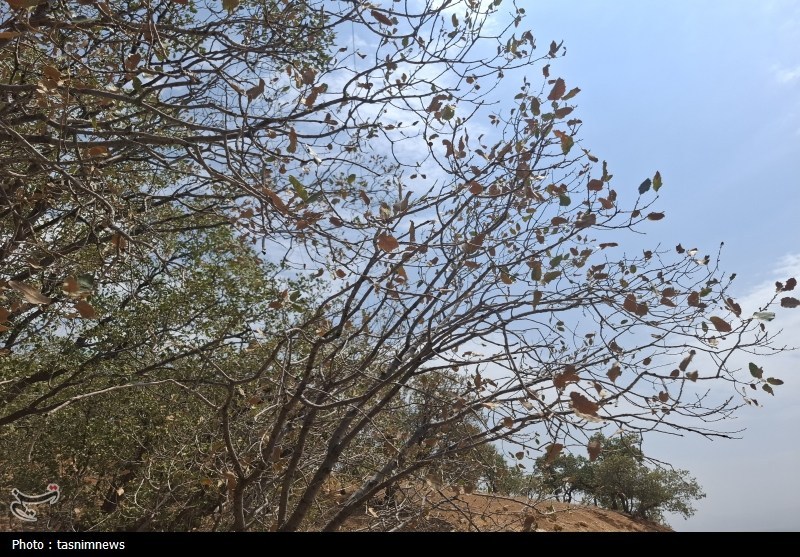 سازمان منابع طبیعی , 