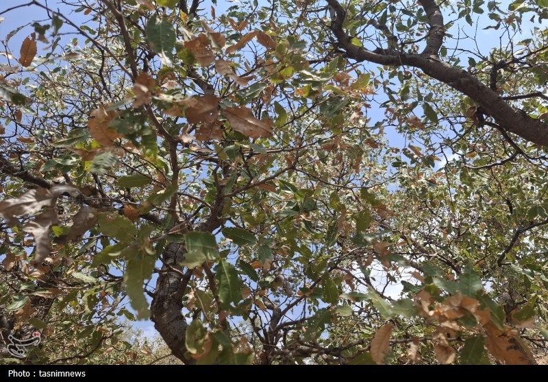 سازمان منابع طبیعی , 