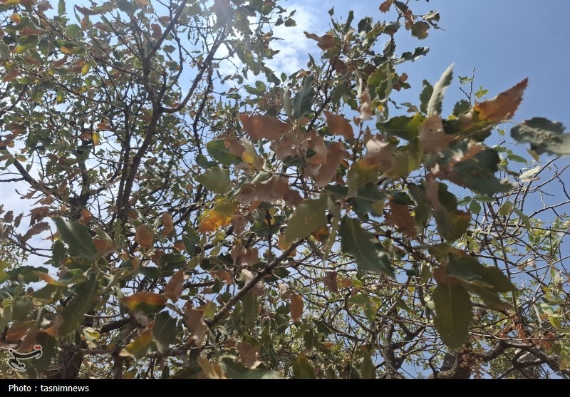 سازمان منابع طبیعی , 