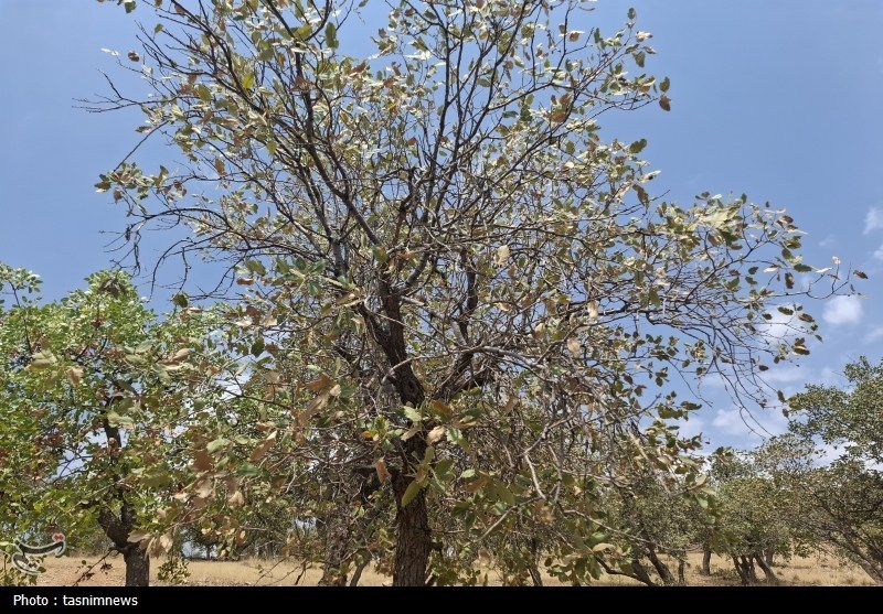 سازمان منابع طبیعی , 