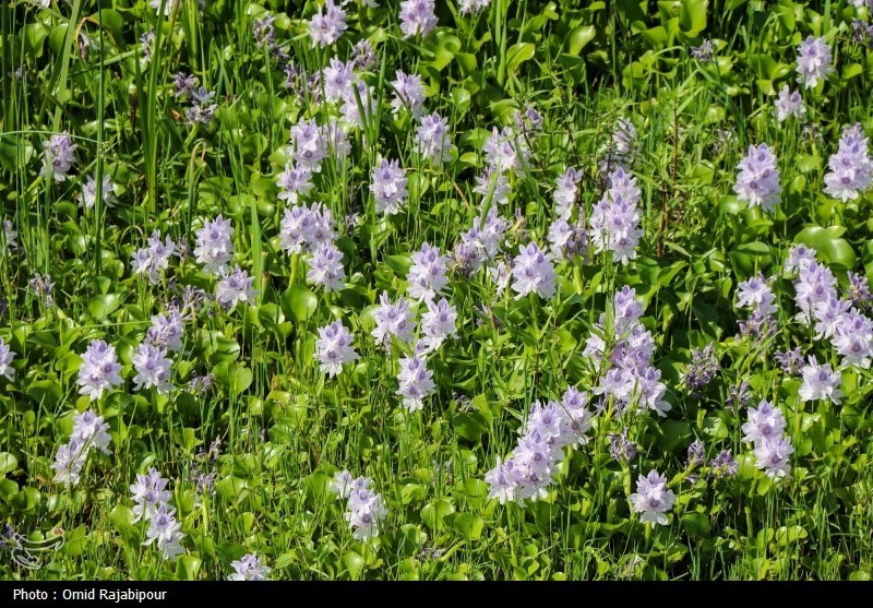 جولان شیطان در آب‌بندان‌های شمال/ سنبل آبی 80 درصد سطح آغوزبن را تسخیر کرد‌+تصاویر