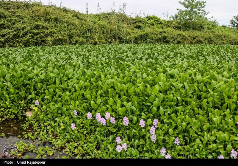جولان شیطان در آب‌بندان‌های شمال/ سنبل آبی 80 درصد سطح آغوزبن را تسخیر کرد‌+تصاویر