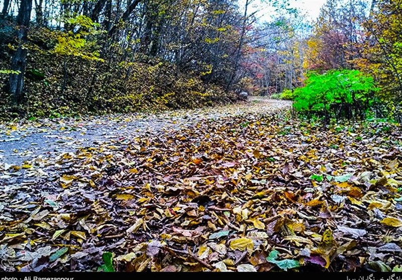 حمله ‌قاچاقچیان چوب به عمق جنگل‌های هیرکانی‌/‌ تاراج میراث 40 میلیون ساله‌ با چاشنی بی‌تدبیری!
