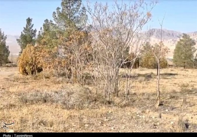 خشک شدن هزاران درخت پارک جنگلی دلیجان+عکس