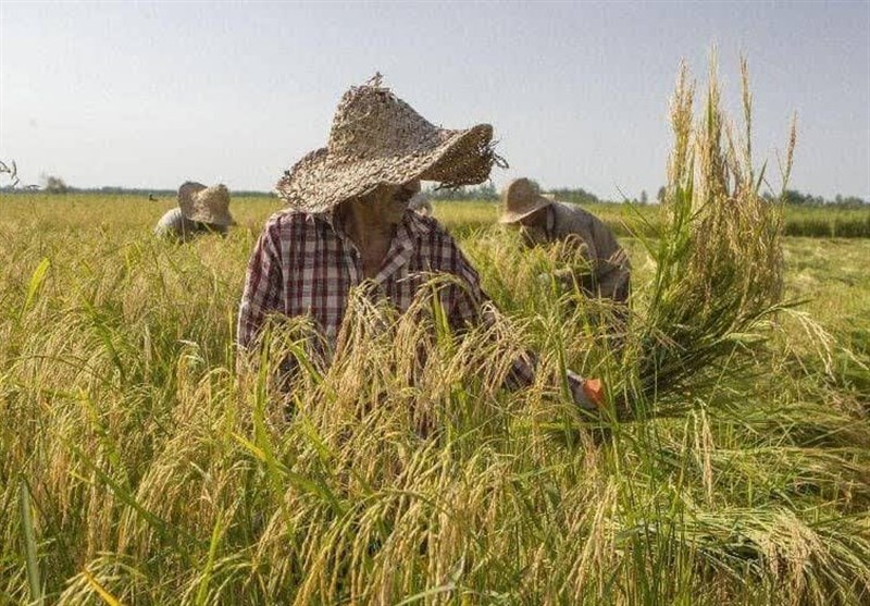 شیرینی خستگی در دل شالیزارهای مازندران / طلای سفید در آغوش شمالی‌ها
