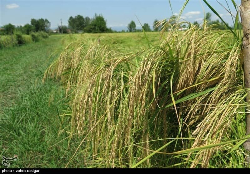 شیرینی خستگی در دل شالیزارهای مازندران / طلای سفید در آغوش شمالی‌ها