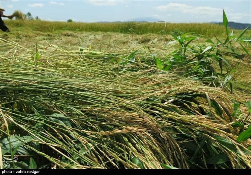 شیرینی خستگی در دل شالیزارهای مازندران / طلای سفید در آغوش شمالی‌ها
