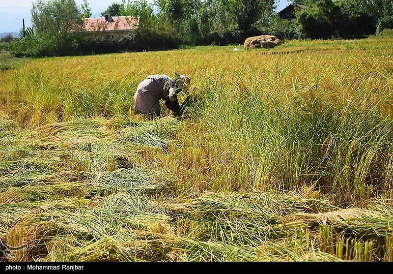 شیرینی خستگی در دل شالیزارهای مازندران / طلای سفید در آغوش شمالی‌ها