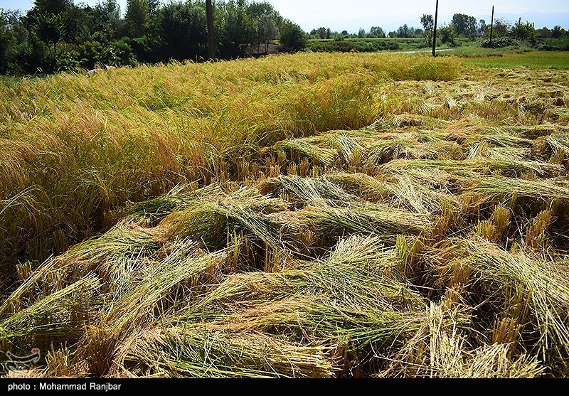شیرینی خستگی در دل شالیزارهای مازندران / طلای سفید در آغوش شمالی‌ها