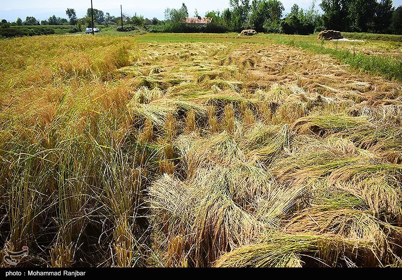 شیرینی خستگی در دل شالیزارهای مازندران / طلای سفید در آغوش شمالی‌ها