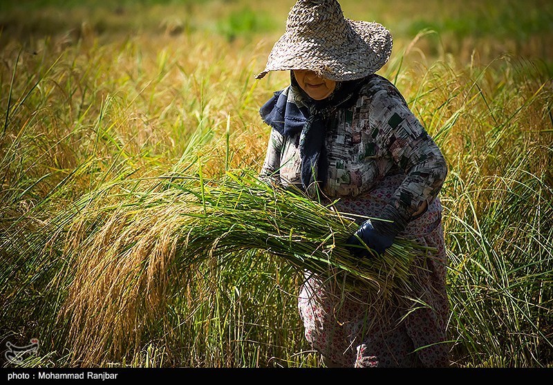 شیرینی خستگی در دل شالیزارهای مازندران / طلای سفید در آغوش شمالی‌ها