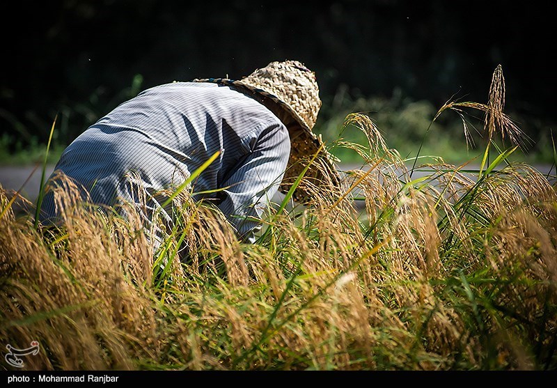 شیرینی خستگی در دل شالیزارهای مازندران / طلای سفید در آغوش شمالی‌ها