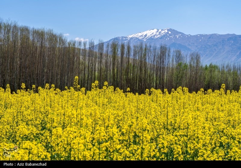 کشاورزی , ستاد توسعه اقتصاد دانش‌بنیان غذا و کشاورزی , خبرگزاری تسنیم , 