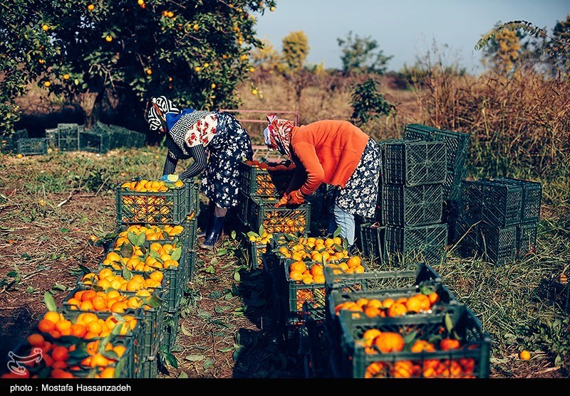 مرکبات شمال در قبضه واسطه‌ها/ سودی که نصیب دلال می‌شود/ آفت مگس هم قوزبالا قوز شد!