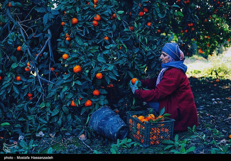مرکبات شمال در قبضه واسطه‌ها/ سودی که نصیب دلال می‌شود/ آفت مگس هم قوزبالا قوز شد!