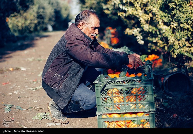مرکبات شمال در قبضه واسطه‌ها/ سودی که نصیب دلال می‌شود/ آفت مگس هم قوزبالا قوز شد!