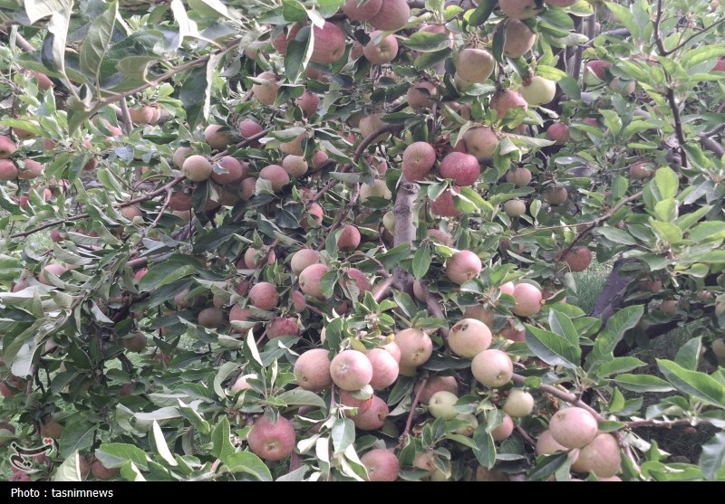 ‌وقتی افغانستان و ترکیه 