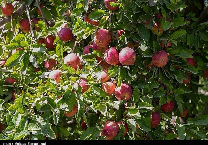 ‌وقتی افغانستان و ترکیه 