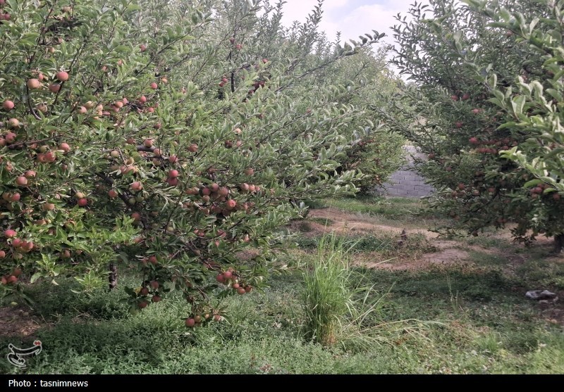 ‌وقتی افغانستان و ترکیه 
