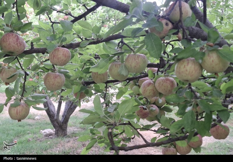 ‌وقتی افغانستان و ترکیه 