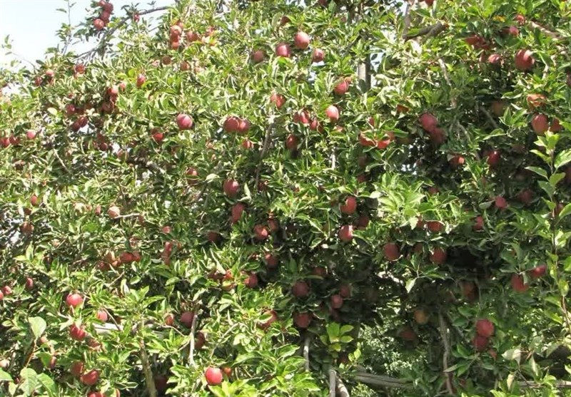 ‌وقتی افغانستان و ترکیه 