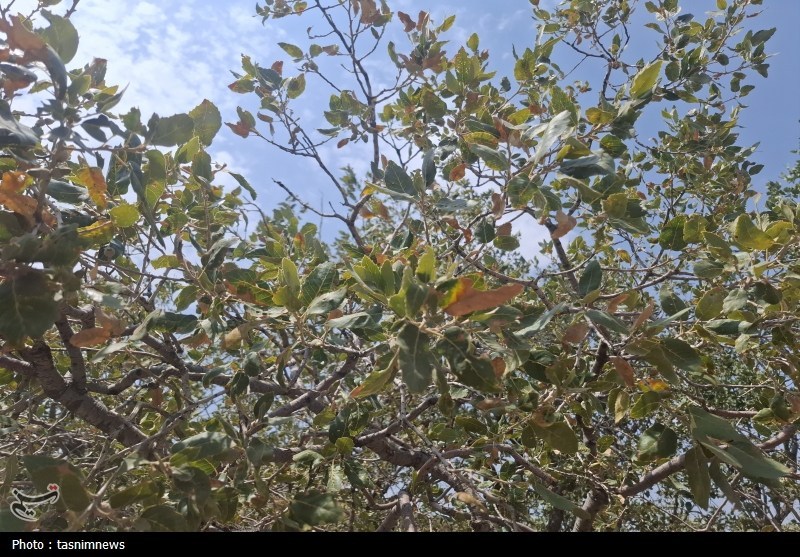 سازمان منابع طبیعی , 
