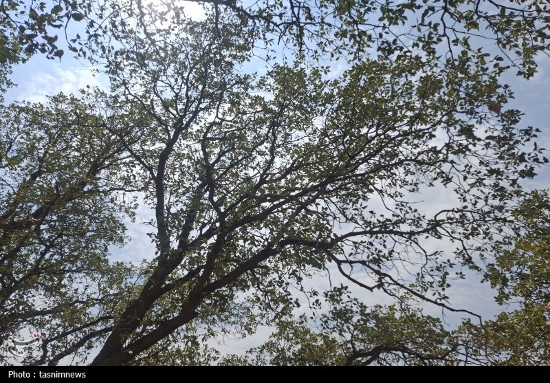 سازمان منابع طبیعی , 