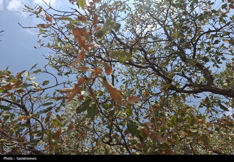 سازمان منابع طبیعی , 