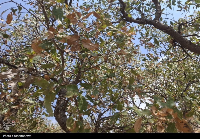 سازمان منابع طبیعی , 