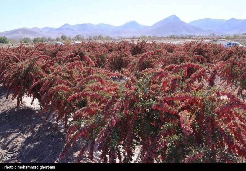 اخبار استان خراسان جنوبی , استانداری خراسان جنوبی , نظام مسائل استان خراسان جنوبی , 