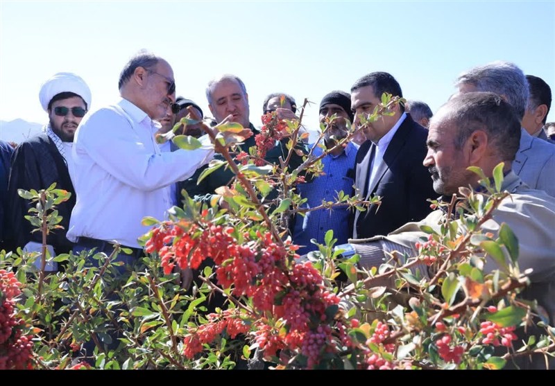 اخبار استان خراسان جنوبی , کشاورزی , 