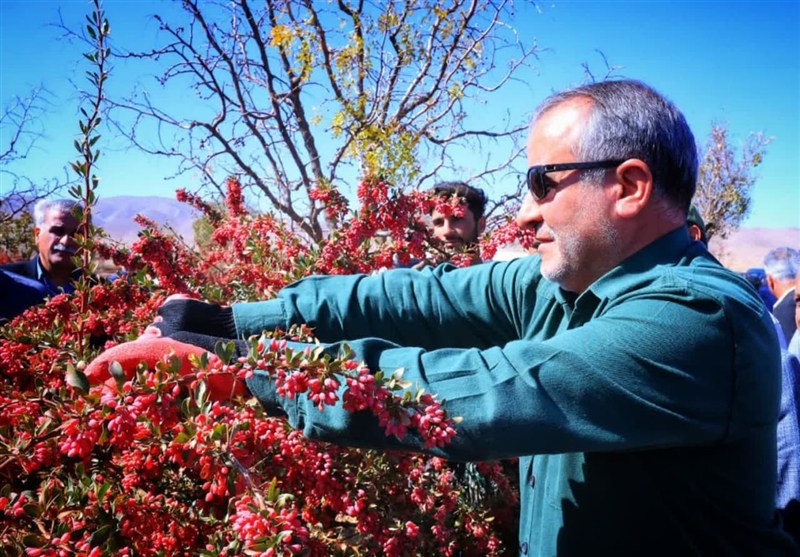 اخبار استان خراسان جنوبی , کشاورزی , 