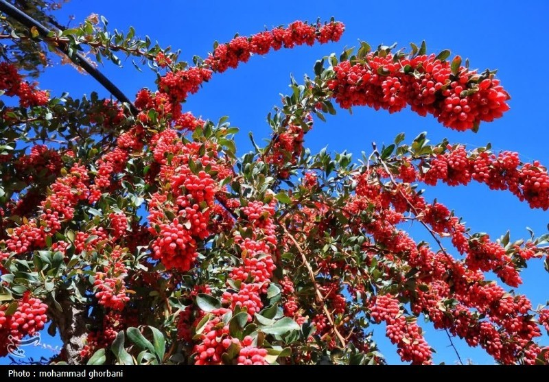 اخبار استان خراسان جنوبی , کشاورزی , 