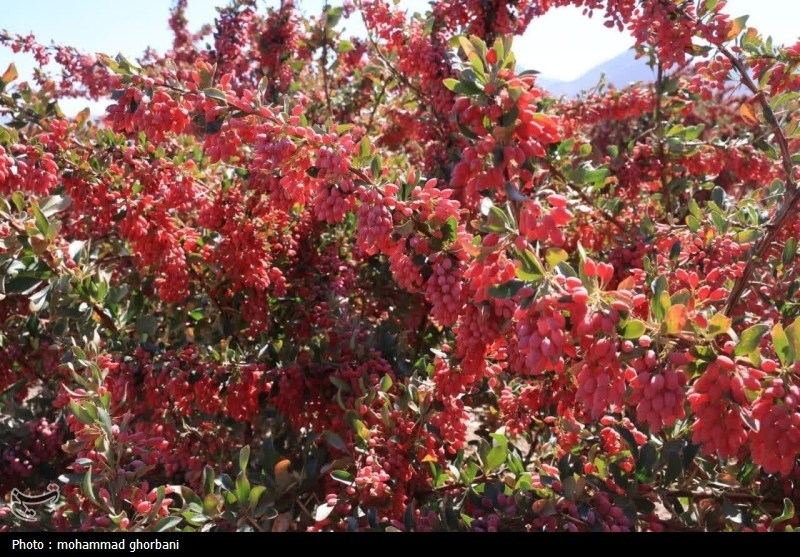 اخبار استان خراسان جنوبی , کشاورزی , 