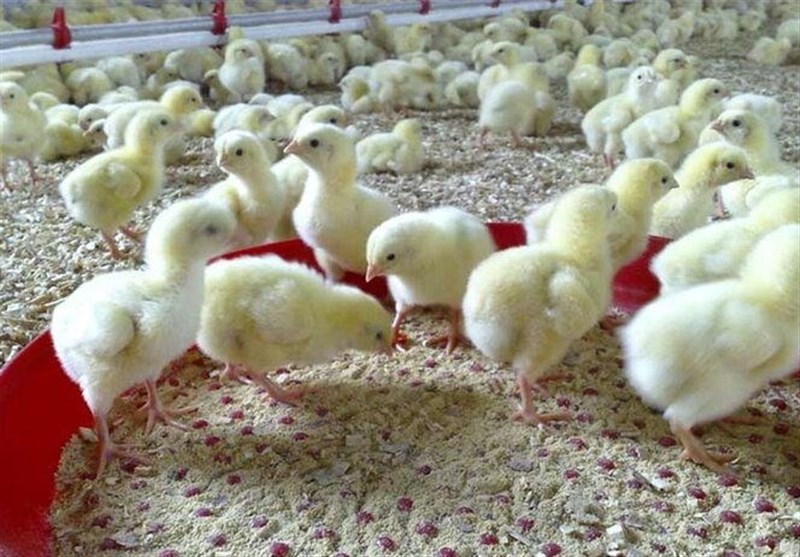 اخبار استان گیلان , 