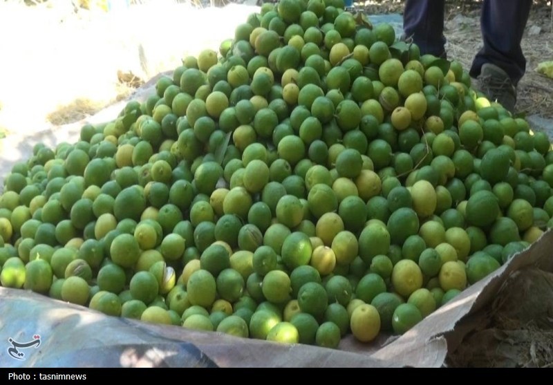 کشاورزی , اخبار استان کهگیلویه و بویراحمد , نظام مسائل استان کهگیلویه و بویراحمد , 