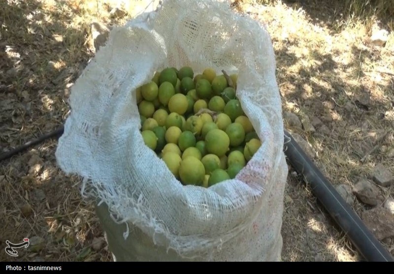 کشاورزی , اخبار استان کهگیلویه و بویراحمد , نظام مسائل استان کهگیلویه و بویراحمد , 