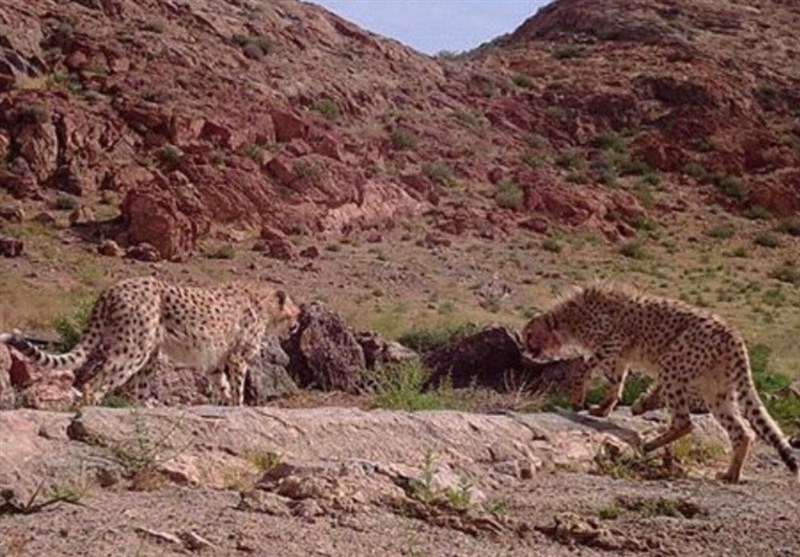 «تلما» دوباره توله‌دار شد/ امید تازه در بحران یوز آسیایی/ 3 سال انتظار برای یک تصویر
