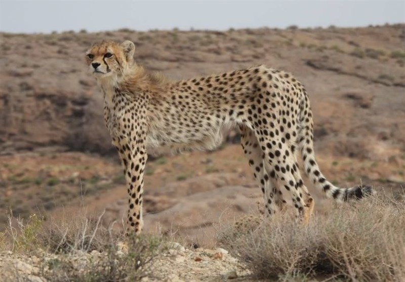 «تلما» دوباره توله‌دار شد/ امید تازه در بحران یوز آسیایی/ 3 سال انتظار برای یک تصویر