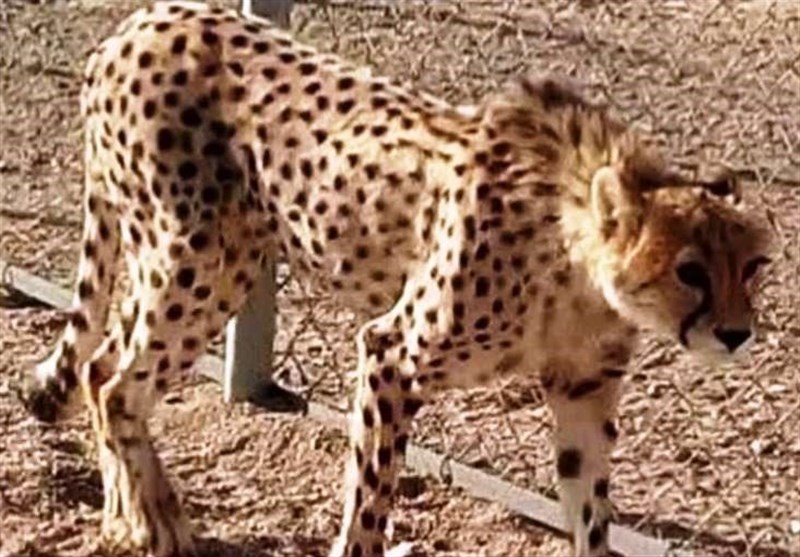 «تلما» دوباره توله‌دار شد/ امید تازه در بحران یوز آسیایی/ 3 سال انتظار برای یک تصویر