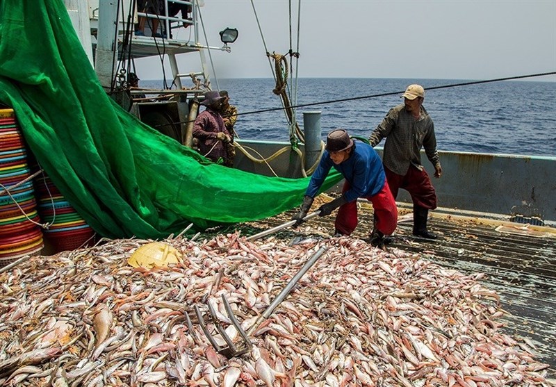 اخبار بندرعباس , صید ترال , نظام مسائل استان هرمزگان , 