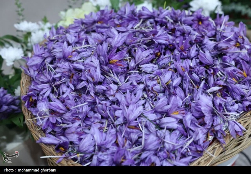 رونمایی از سند وتمبر نشان جغرافیایی زعفران قائنات در جشنواره زعفران قاینات