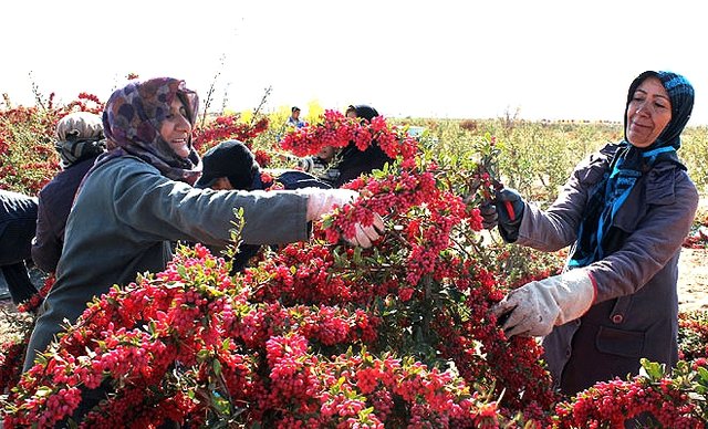 وقتی خشکسالی هم جلوی زنان روستایی را نمی گیرد...